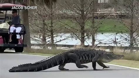 Larry The Alligator Of The Villages Fame Gets New Home