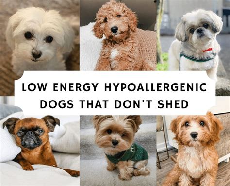 Top 7 Low Energy Hypoallergenic Dogs That Dont Shed We Love Doodles