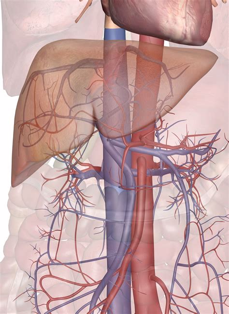 The blood carries oxygen, nutrients, and wastes that need to circulate the. Blood Supply to the Liver and Gallbladder
