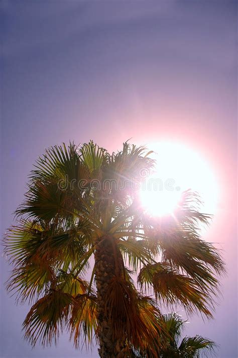 Backlit Palm Trees Lining Tropical Beach Stock Photo Image Of Sunny