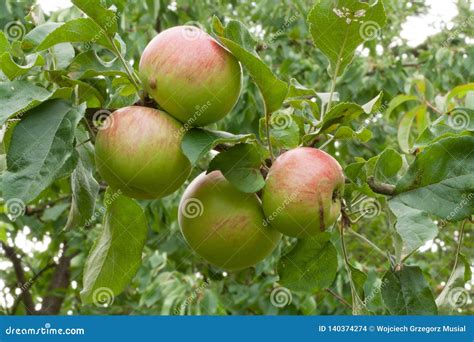 Four Ripe Apple Fruits On The Tree Stock Photo Image Of Branchn