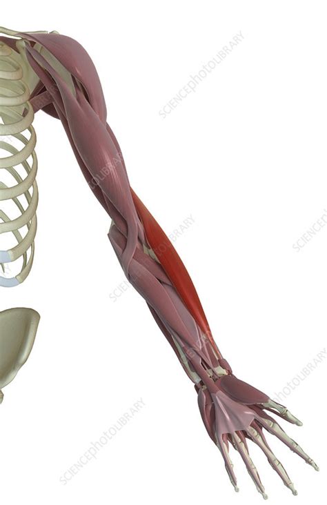 Brachioradialis Stock Image F0024386 Science Photo Library