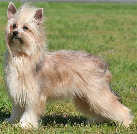 We did not find results for: Chinese Crested Dog - Breed Information and Images - K9RL ...