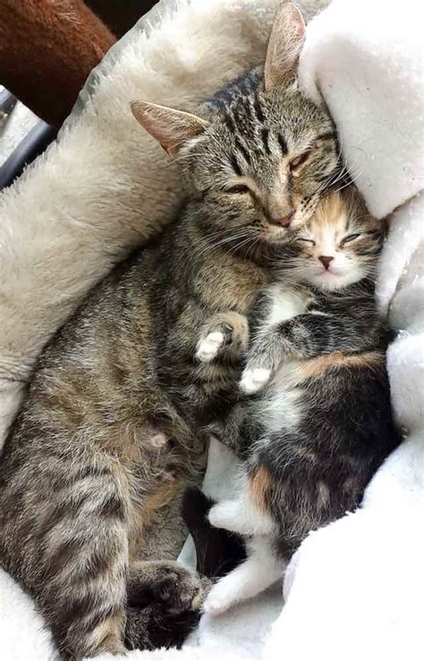 Stray Cat Mom Brings Home The Cutest Little Surprise Ever