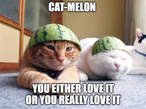 Cat Melon Imgflip