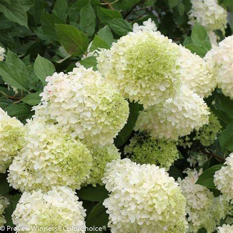 Aug 29, 2021 · 1 gal. 'Limelight' - Panicle Hydrangea - Hydrangea paniculata ...
