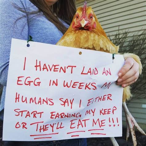 What Did The Chicken Do Chicken Shaming At Its Best Page 5 Chicken Humor Urban Chickens