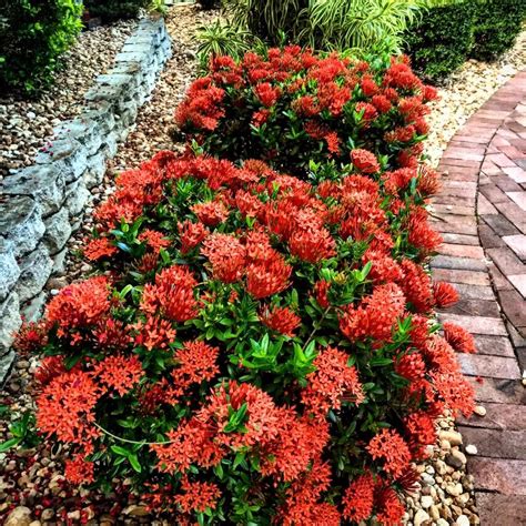 Because of this, a shady location in florida is going to be ideal, but it will need frequent watering during the growing season. Dwarf Ixora is a great plant for summertime color. | Dwarf ...