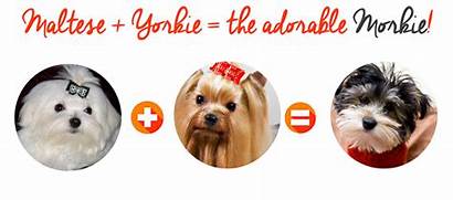 Morkie Yorkie Maltese Dog Morkies Plus Personality