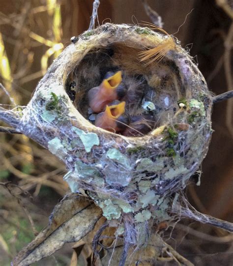 Hummingbirds From Eggs To Nestlings Iflscience