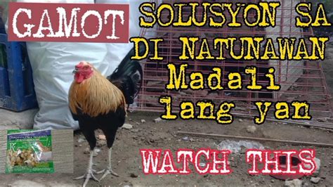 Gamot Sa Di Natunawanbackyard Breedermanok Panabong Youtube