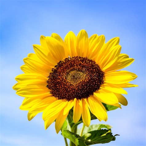Sunflower Head In Full Bloom Sunflower Flowering On Bright Summer Day