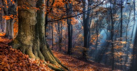 Landscape Nature Sun Rays Forest Fall Leaves Sunlight Mist