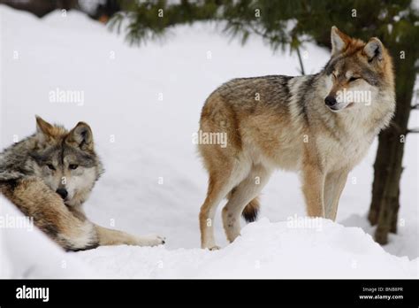 Mexican Wolf Gray Pair Subspecies Captive Breeding Stock Photo Alamy