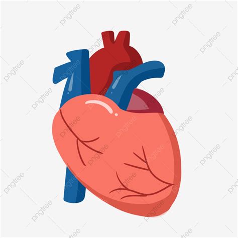 Corazon Humano Clipart 15 Free Cliparts Download Images On Clipground