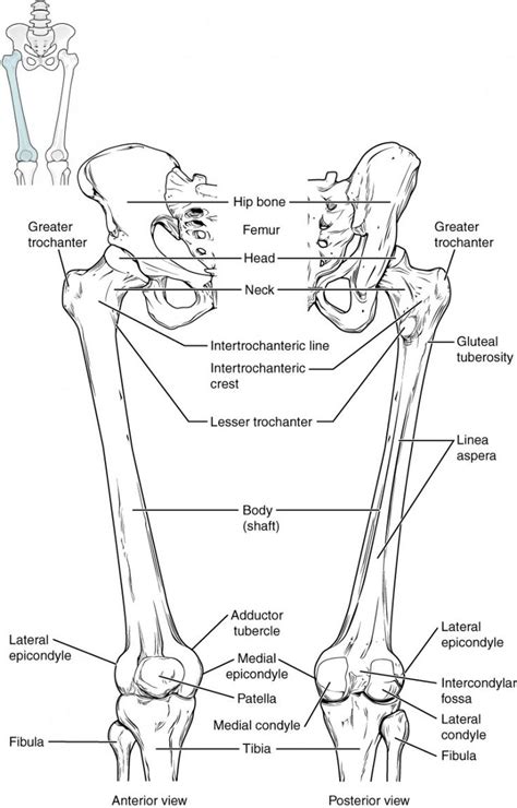 Bones Of The Lower Limb Anatomy And Physiology Anatomy Bones