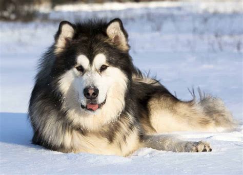 Alaskan Malamute Large Needy Dogs With Lots Of Energy