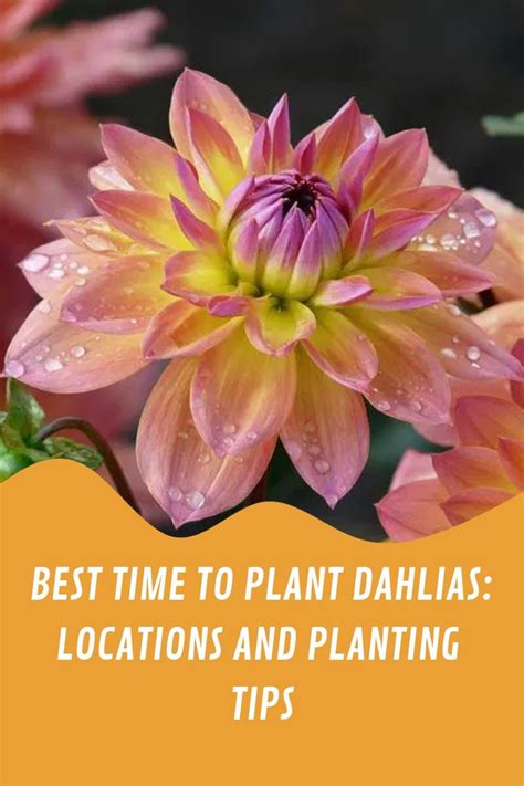 Best Time To Plant Dahlias Locations And Planting Tips In 2023