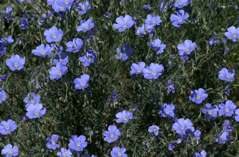 Linum Perenne Sapphire Flax Eberts Greenhouse