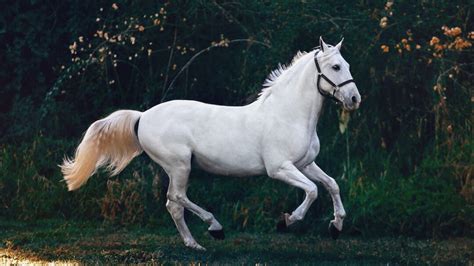 The Most Beautiful White Horse Breeds A Detailed Guide