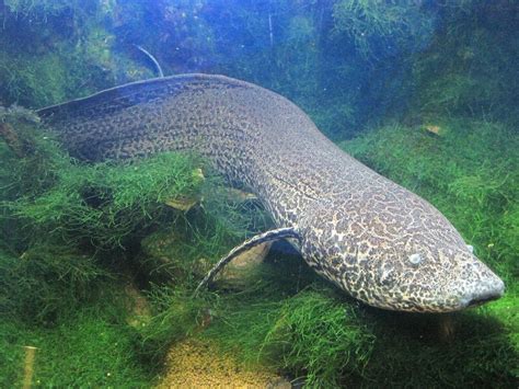 Lungfish The Fish That Lives On Land Amusing Planet