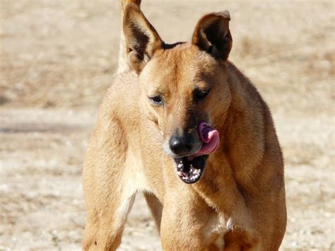 Dingo The Life Of Animals