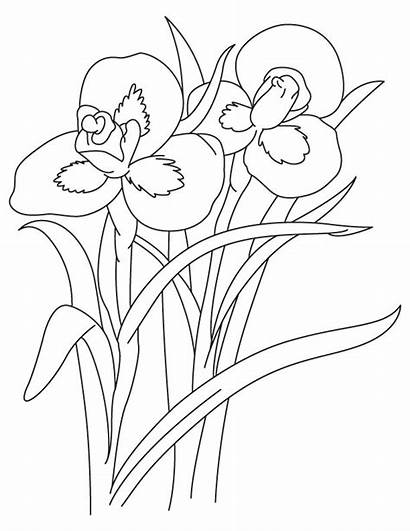 Iris Flower Coloring Tall Pages