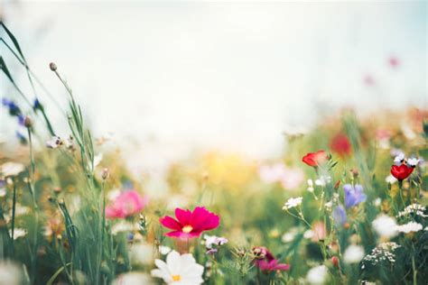 Maybe you would like to learn more about one of these? Flowers Stock Photos, Pictures & Royalty-Free Images - iStock