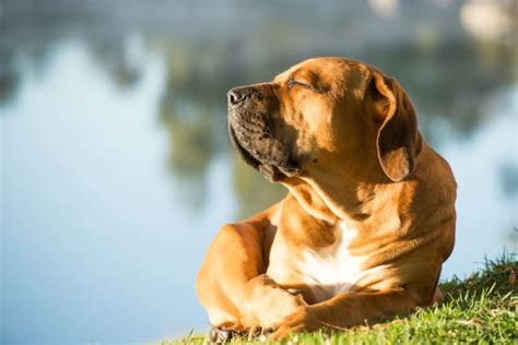 Lung Cancer In Dogs Fremont Veterinarians