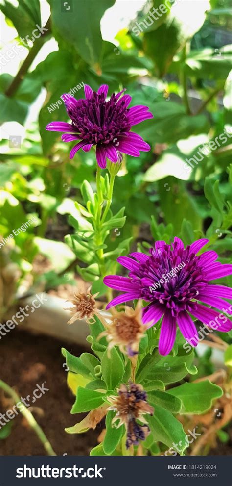 Different Colors Types Garden Plants Stock Photo 1814219024 Shutterstock