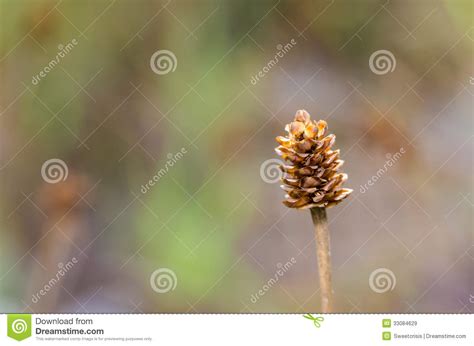 Grass Bloom Plant Stock Image Image Of Spring Garden