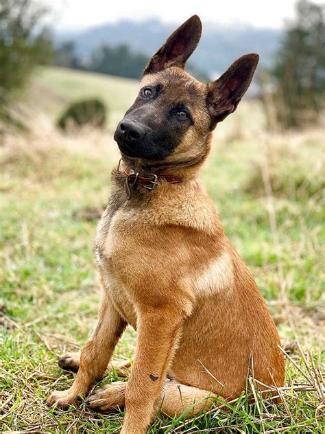 Encuentra imágenes de belga malinois. Pastor Belga Malinois de segunda mano | Solo quedan 3 al -75%