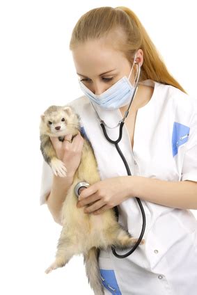 The differences lie in the details and fine print. Ferret Care: Do You Need Pet Health Insurance? | The ...