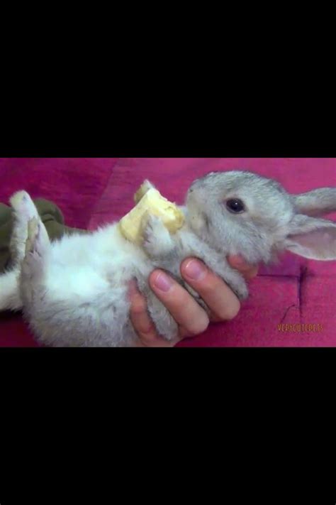 A Cute Bunny Eating A Banana Baby Bunnies Cute Baby Bunny Bunny Eating