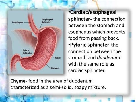 A Part Of Digestive System The Stomach Partsfunctionscondition A