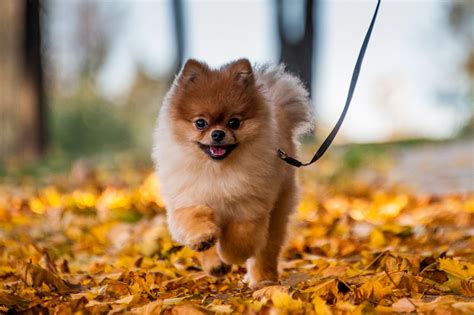 Pics Of Pomeranian Puppies Bringing Your Pom Home The First Week With