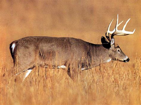 878537 surfside beach surfboard wallpaper. Whitetail Deer Backgrounds - Wallpaper Cave