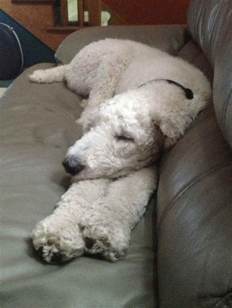 Funny Sleeping Poodles Poodle Forum Standard Poodle Toy Poodle