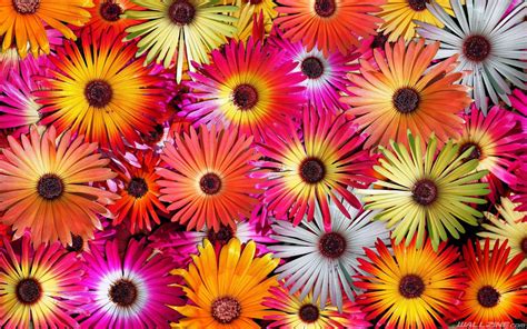 Beautiful Colorful Flowers Wallpapers Wallpaper Cave