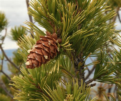 Pine Trees In Arizona 3 Common Varieties Gfl Outdoors