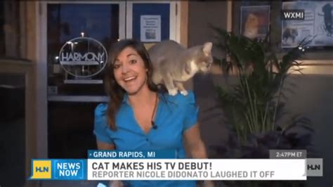 Friendly Cat Interrupts Live News Broadcast Life With Cats