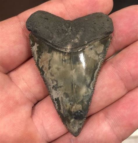 Great White Shark Tooth Florida Virtual Museum Of Geology