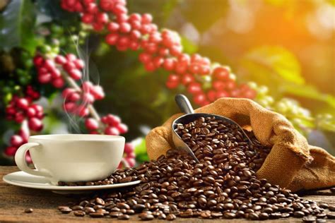Guía para el CULTIVO DE CAFÉ saludable de Colombia