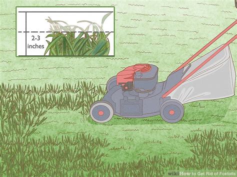 How To Get Rid Of Foxtails 12 Steps With Pictures WikiHow