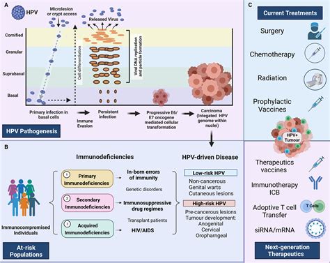 frontiers human papillomavirus in the setting of immunodeficiency pathogenesis and the