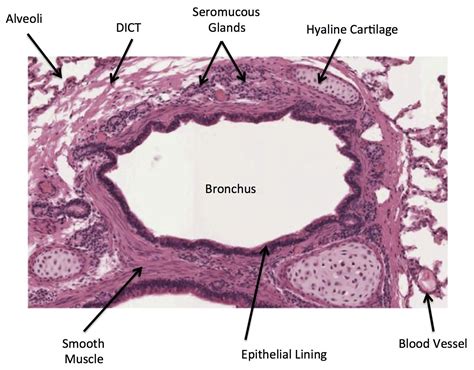 Trachea Histology Labeled Seromucous Glands