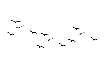 Flock Of Flying Bird Png Free Download Png All