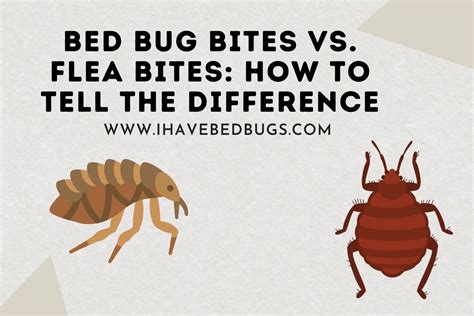 Flea Bites Vs Bed Bug Bites Best Difference Images And Photos Finder