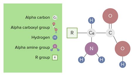 Amino Acid Structure