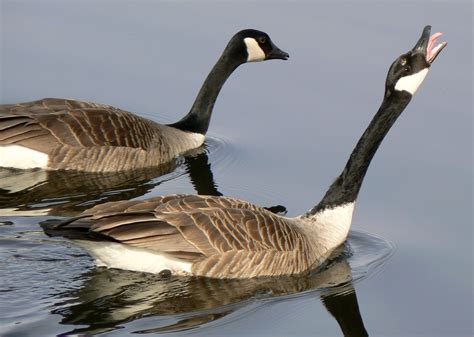 File Canada Goose Mating Ritual2